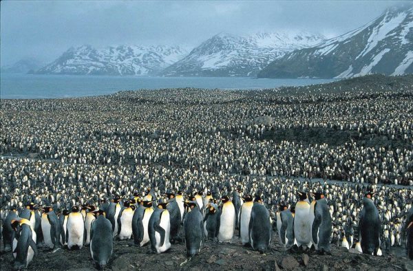 pinguins_Robert_Lafond_Flickr_