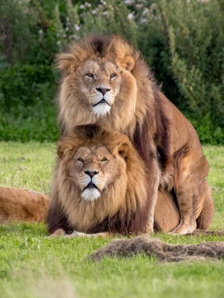 gay-lions-2