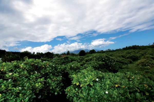 Tahiti-Cote-ouest-vegetation