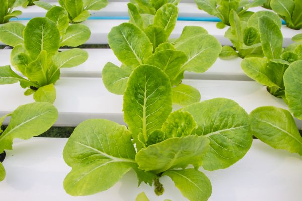 Τα μαρούλια και γενικότερα τα πράσινα λαχανικά αναπτύσσονται εξαιρετικά στις κάθετες φάρμες και στην νέα φάρμα του Ντουμπάι υπολογίζεται ότι θα παράγονται καθημερινά χιλιάδες τόνοι (Shutterstock)