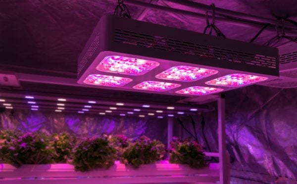 Οι λάμπες LED παίζουν τον ρόλο του... Ηλιου στις καλλιέργειες εσωτερικού χώρου (Shutterstock)