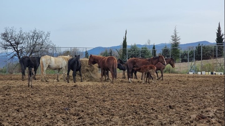 Παρέμβαση από την αντεισαγγελέα του Αρείου Πάγου για τη σφαγή των αλόγων στα Γρεβενά