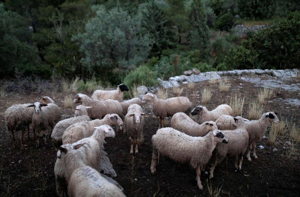 Πανώλη των αιγοπροβάτων: Εντοπίστηκε το πρώτο κρούσμα στην Αττική